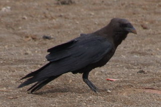 Corvus ruficollis - Wüstenrabe (Braunkehlrabe)
